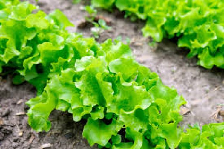 9 Fastest Growing Vegetables