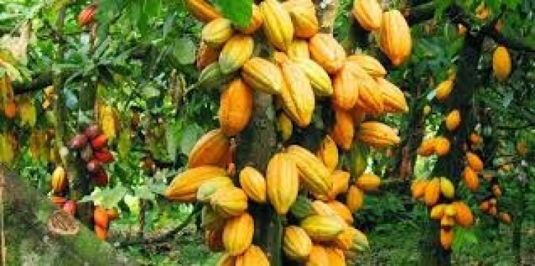 The cocoa tree has tap-roots.