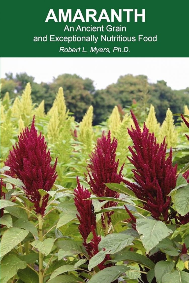 Amaranth Nedir ? Faydaları Nelerdir?